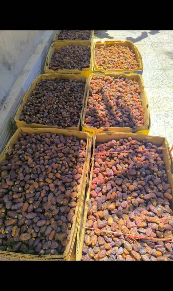 خرمای بریم لوکس آلوچه و آدامسی شادگان جعبه ای 5 کیلوگرم